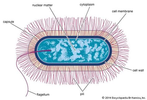 Bacteria Cell Evolution And Classification