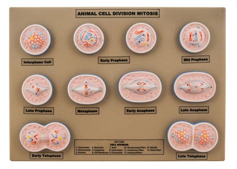 Model Animal Cell Division Mitosis Mini — Eisco Labs