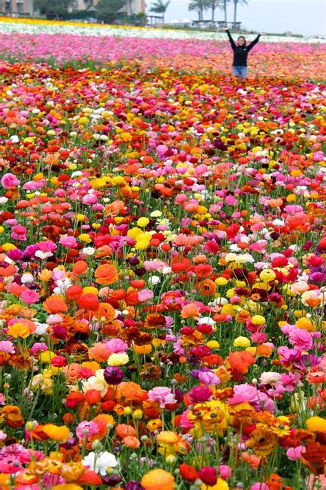 Arranging to send flowers to your family and friends abroad can be cumbersome and if you are wondering how to go about it, then you have come to the right place. Flower fields San diego ~ Stunning nature