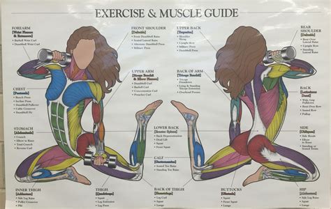 Exercise And Muscle Guide Exercise Muscle Workout