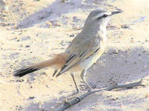 Bird Of The Week Kalahari Robin Chat South Coast Sun
