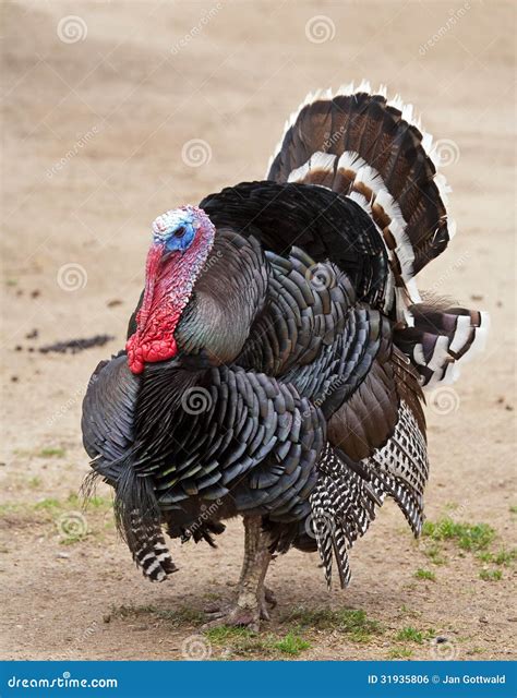 turkey cock royalty free stock image image 31935806