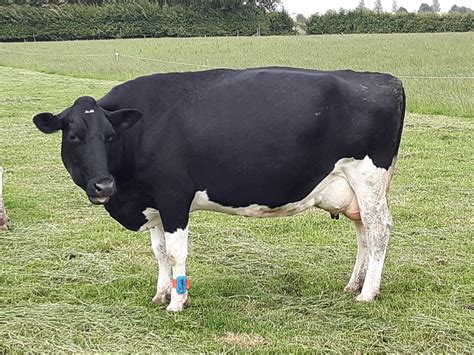 British Friesian Bulls Page 112 The Farming Forum