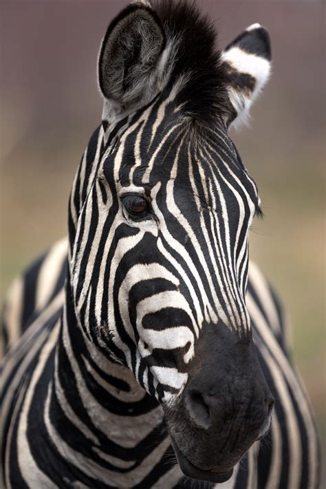 Zebra Portrait - PicFlick