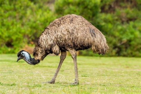 Emu Bird Facts Dromaius Novaehollandiae A Z Animals