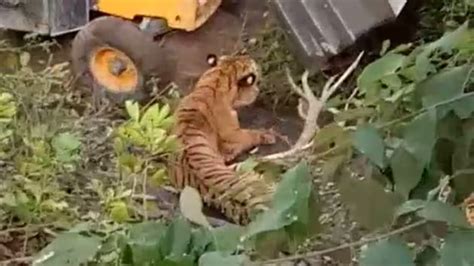 Tiger Crushed To Death By Earthmover Used By Forest Officials To Trap