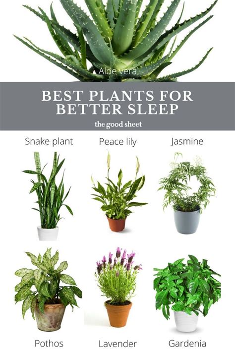 The Best Plants For Better Sleep That You Can Use In Your Houseplant Garden