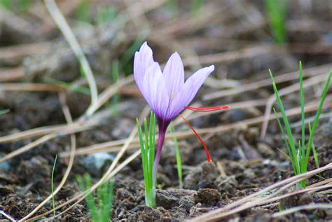 How To Grow And Use Saffron Richos Blog