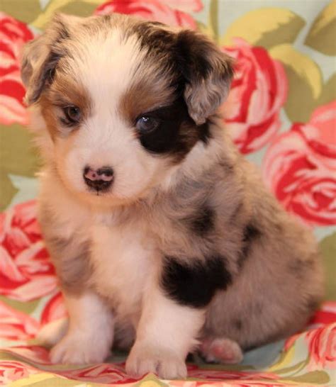 Toy Aussie Puppies For Sale 500 6 Miniature Aussie Puppies Up For Sale In Lincoln Have