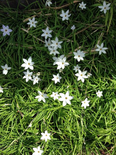 It's a smaller plant whose flowers will be tinged in lavender, and the leaf. Florez Nursery: Spring in black and white