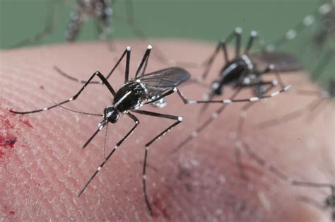 Insects Commonly Mistaken For Mosquitoes