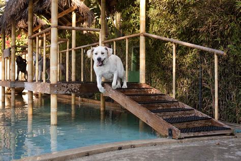 Waterpark Paradise Ranch Pet Resort