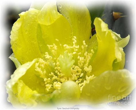 Discata) on savanna meadow trail in ladybird johnson wildflower center. Yellow Cactus Flower 2 Watercolor Effect Photograph by ...
