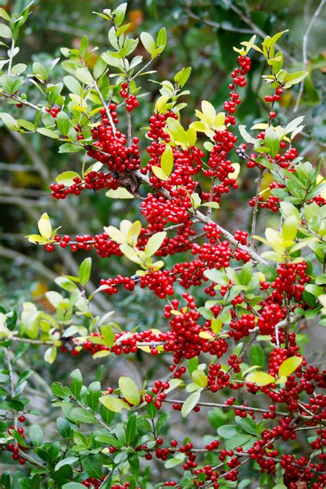Tree With Red Berries Texas The Home Garden