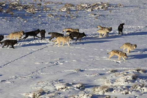 Utah Study Crowded Wolves Raid Other Packs Kill Pups The Salt