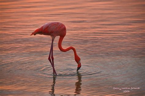 Twitter oficial do clube de regatas do flamengo •espanhol: Flamingo Foto & Bild | tiere, wildlife, wild lebende vögel ...