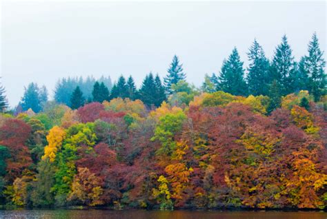 Awesome autumn leaves: colour chemistry explained - Forestry and Land