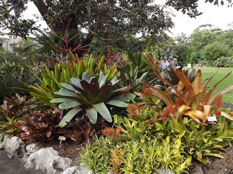 Most people are familiar with the edible bromeliad fruit, the pineapple, ananas comosus, and the north american native, spanish moss, tillandsia usneoides. Bromeliad garden | Plants, Garden design, Bromeliads