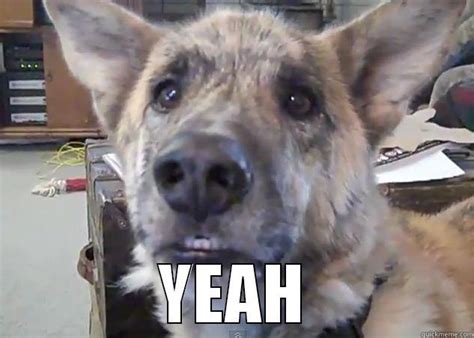 Talking Dog - quickmeme