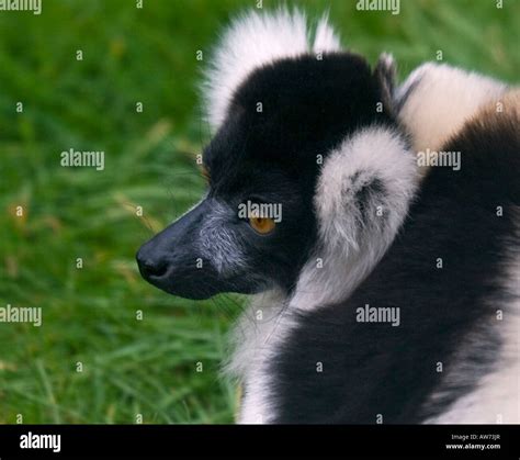 Black And White Ruffed Lemur Varecia Variegata Variegata Stock Photo