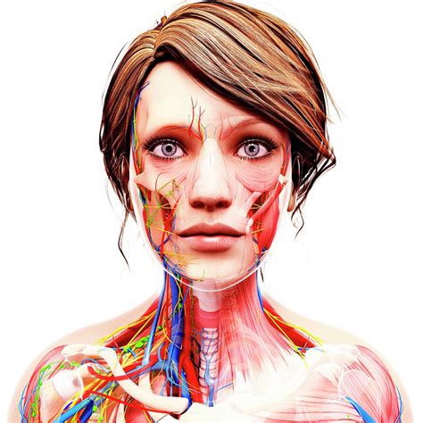 Female Anatomy Photograph By Pixologicstudioscience Photo Library