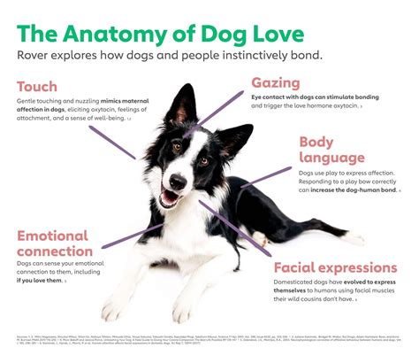 The Statement If You Show Your Dog Affection