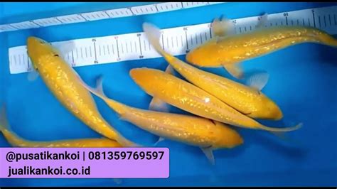 Apakah ikan yang berwujud manusia dalam mimpi? Murah-meriah..!! Jual Ikan Koi dan Bibit koi - YouTube