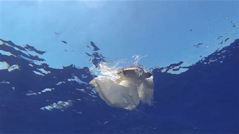 Alnitak Saving Sea Turtles From Floating Debris Youtube