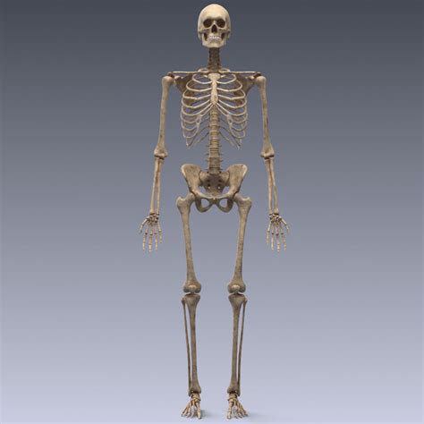 3d Model Human Skeleton Rigged Vr Ar Low Poly Rigged Animated