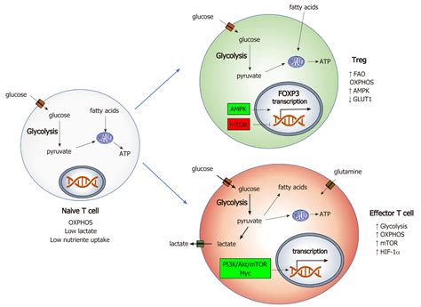 It does not require oxygen • in the presence of o2, pyruvate is further oxidized to co2. Immunometabolism: A target for the comprehension of immune ...