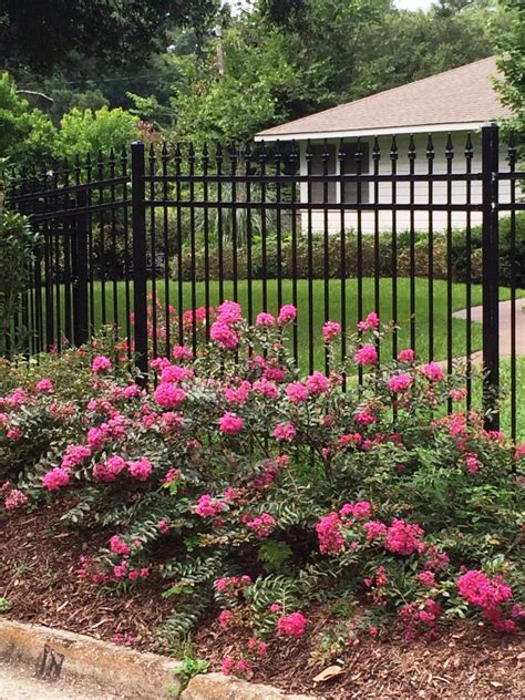 Powerful and easy to use. Summer-Flowering Shrubs | HGTV