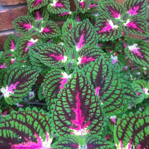 Coleus Hybrid Solenostemon Scuttellarioides This Looks Like A Coleus With So Many Varieties