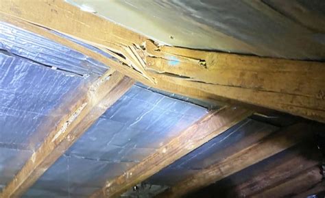 How To Assess Termite Damage In Beams EPC