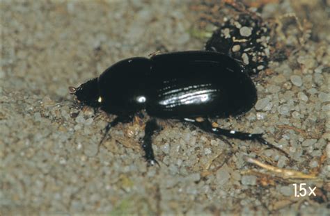 How To Get Rid Of Black Beetles In The Garden Garden Likes