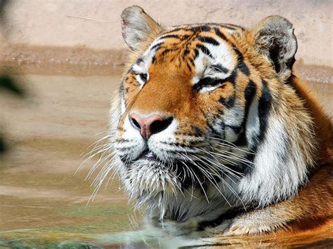 Tiger Ecosia Images