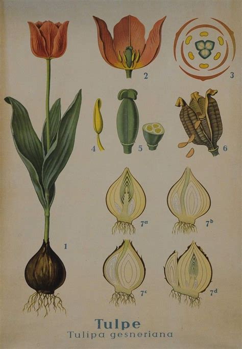 Tulip Cross Section Vintage World Maps Botanical Tulips