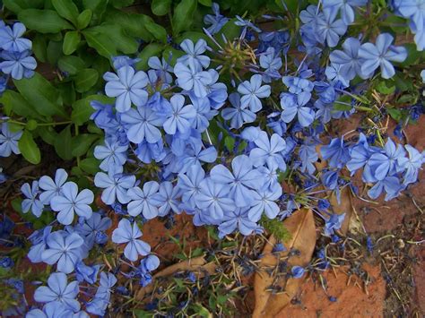 Although lilac refers to a color having a purple shade, blooms of this shrub having more than 100 varieties, these bushes are rich in nectar so they are ideal to grow if you want to attract butterflies and hummingbirds to your garden. PLANTanswers: Plant Answers > PLUMBAGO * A LOVELY BLUE ...