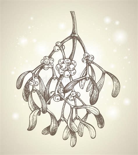 Christmas Mistletoe Branch Drawing Stock Vector Illustration Of