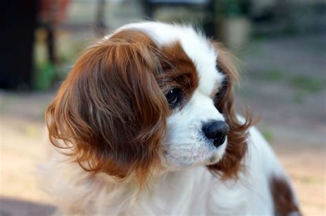Cavalier King Charles Spaniel Information Dog Breeds At Dogthelove