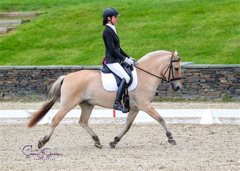 Five Sport Pony Breeds You Might See In The Dressage Ring
