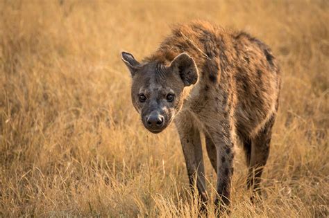 The Magnificent Wildlife Of Botswana Rhino Africa Blog