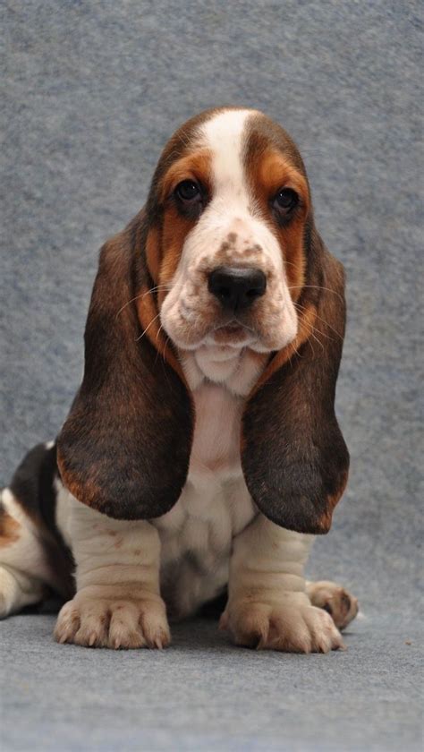 Basset Puppies Hound Puppies Cute Puppies Cute Dogs Beagles
