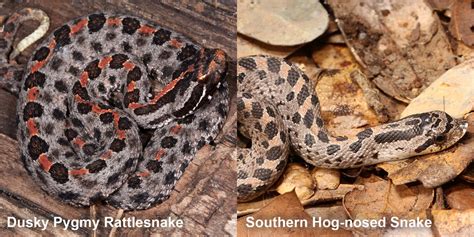 Southern Hog Nosed Snake Florida Snake Id Guide