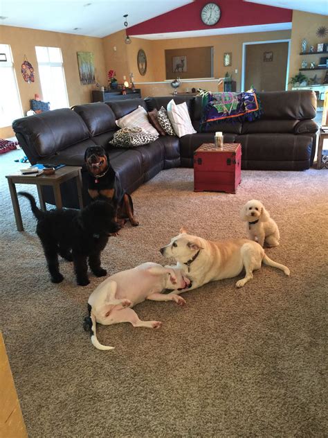 During the ford administration, a golden retriever lived in the white house. The dog house... | Dog house, Dogs, Labrador retriever