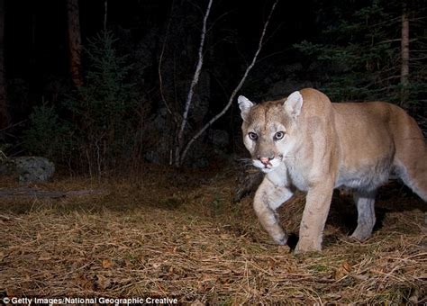 Oregon Wildlife Officials Shoot And Kill Cougar Believed To Have