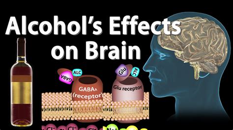 It has a calming effect on the nervous system, and may alleviate insomnia by increasing serotonin levels in the brain. Effects of Alcohol on the Brain, Animation, Professional ...