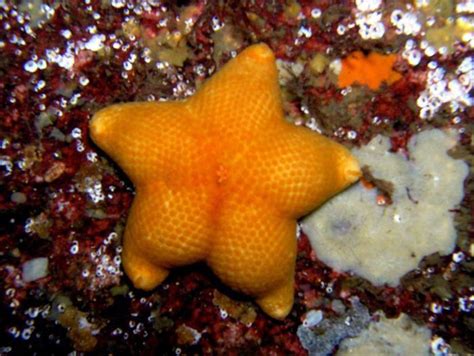 Drunken Starfish With A Fantastic Arse Lying Face Down In A Pool Of His