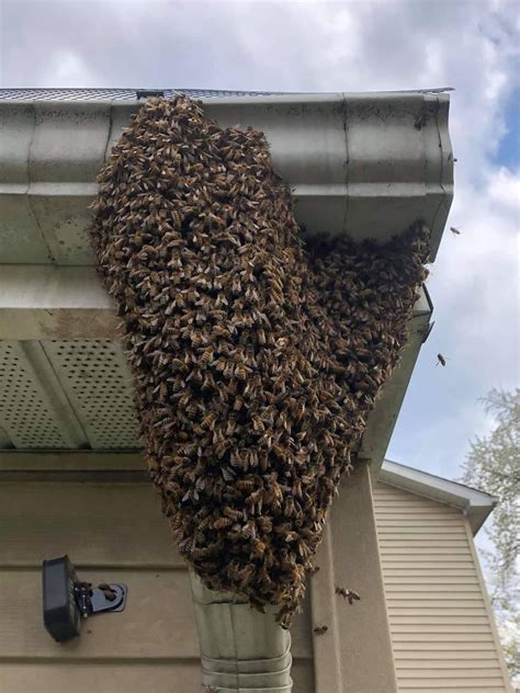 ‘do Not Panic And Do Not Spray Them What To Do If You Find A Honeybee Swarm Near Your Home