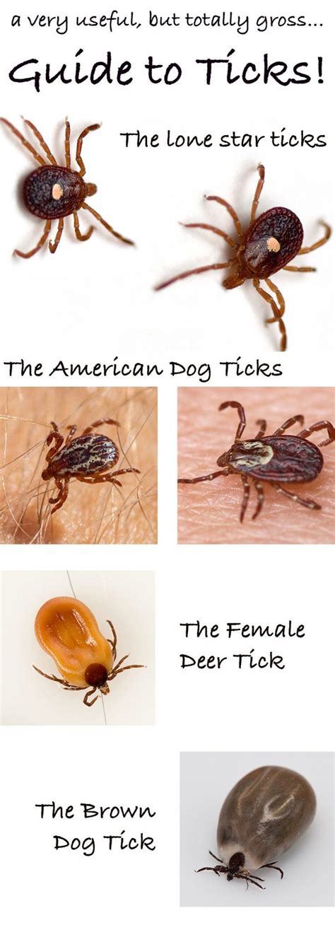 What Do Ticks Look Like A Dog Health Guide In 2020 Ticks On Dogs