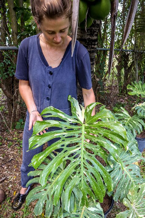 Check spelling or type a new query. Buy Monstera deliciosa 'Thai Constellation', Variegated ...